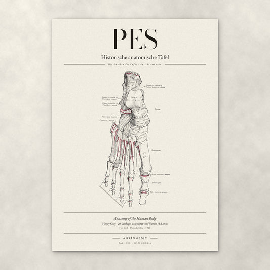 Pes – Die Knochen des Fußes · Ansicht von oben – Anatomie-Poster von ANATOMEDIC, historische anatomische Tafel: Die Knochen des Fußes · Ansicht von oben