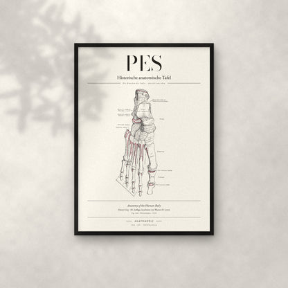 Pes – Die Knochen des Fußes · Ansicht von oben Anatomie-Poster im schwarzen Rahmen an heller Wand