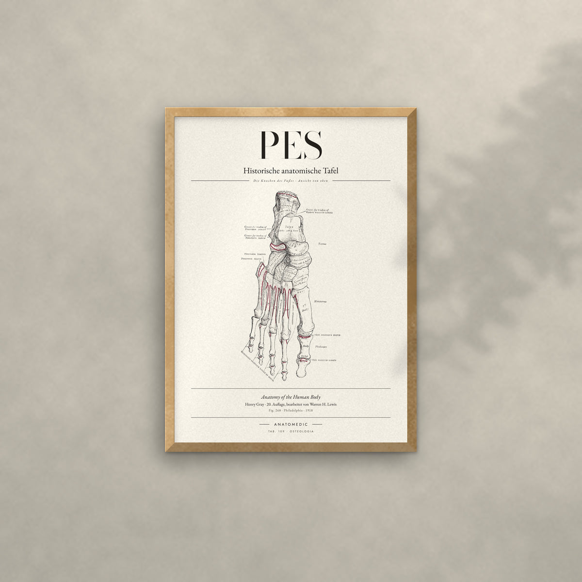 Pes Anatomie-Poster im Eichenrahmen an heller Wand