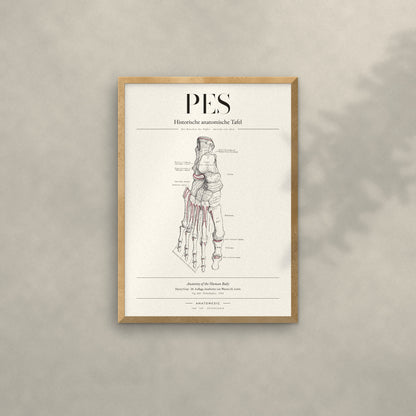 Pes Anatomie-Poster im Eichenrahmen an heller Wand