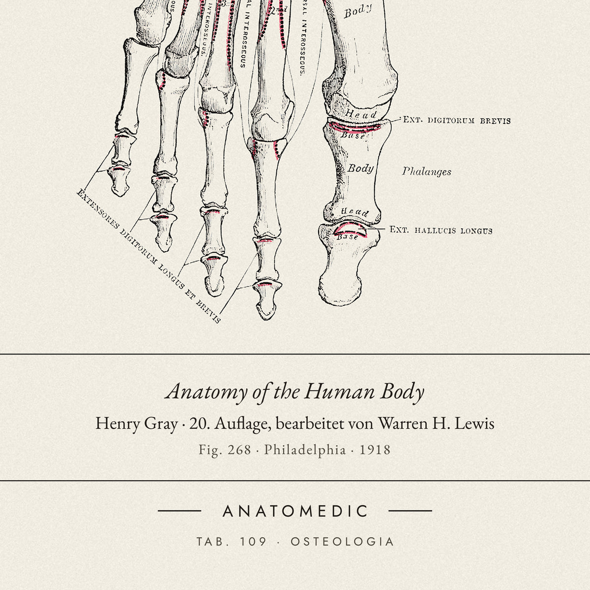 Nahaufnahme der Bildunterschrift: Anatomy of the Human Body · Henry Gray · 20. Auflage, bearbeitet von Warren H. Lewis, TAB. 109 · OSTEOLOGIA