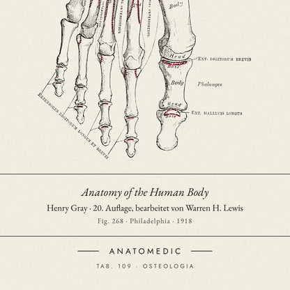 Nahaufnahme der Bildunterschrift: Anatomy of the Human Body · Henry Gray · 20. Auflage, bearbeitet von Warren H. Lewis, TAB. 109 · OSTEOLOGIA