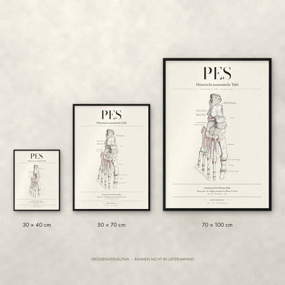 Pes – Die Knochen des Fußes · Ansicht von oben Poster im Größenvergleich: 30 × 40, 50 × 70 und 70 × 100 cm