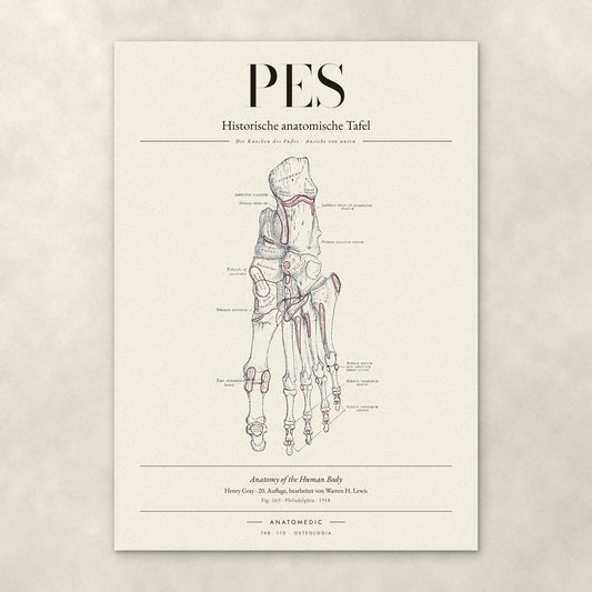 Pes – Die Knochen des Fußes · Ansicht von unten – Anatomie-Poster von ANATOMEDIC, historische anatomische Tafel: Die Knochen des Fußes · Ansicht von unten