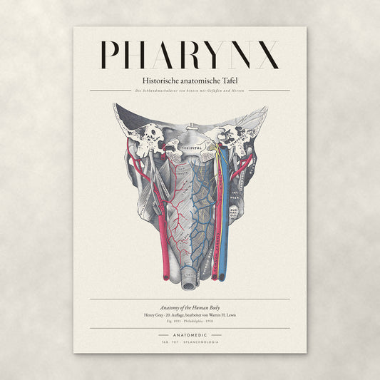 Pharynx – Anatomie-Poster von ANATOMEDIC, historische anatomische Tafel: Die Schlundmuskulatur von hinten mit Gefäßen und Nerven