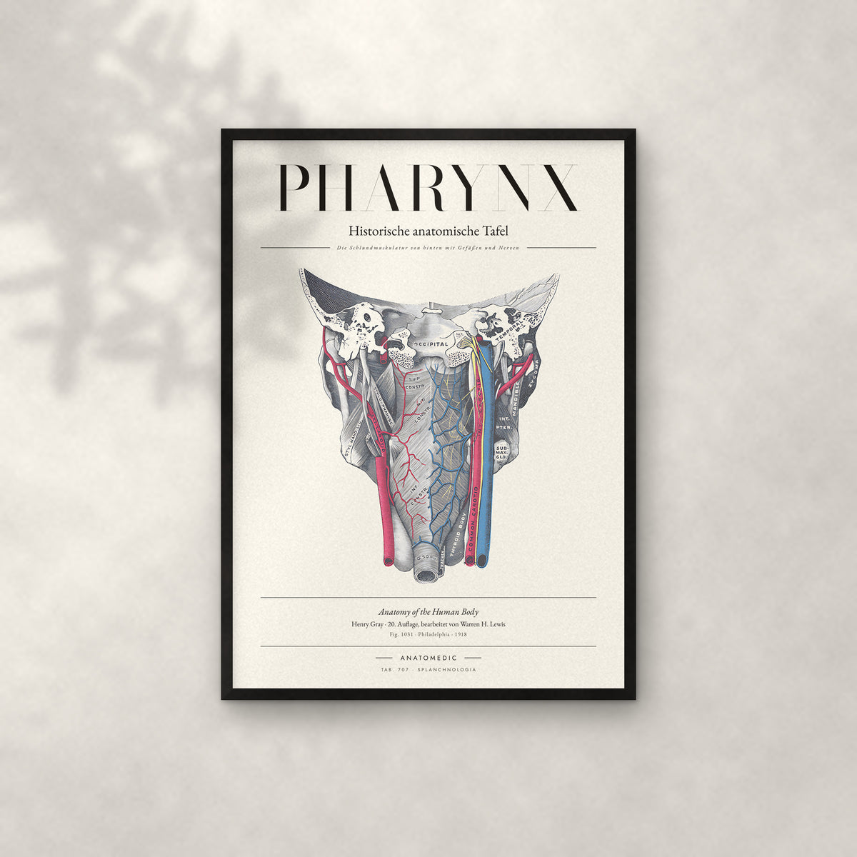 Pharynx Anatomie-Poster im schwarzen Rahmen an heller Wand
