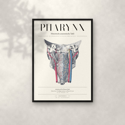 Pharynx Anatomie-Poster im schwarzen Rahmen an heller Wand