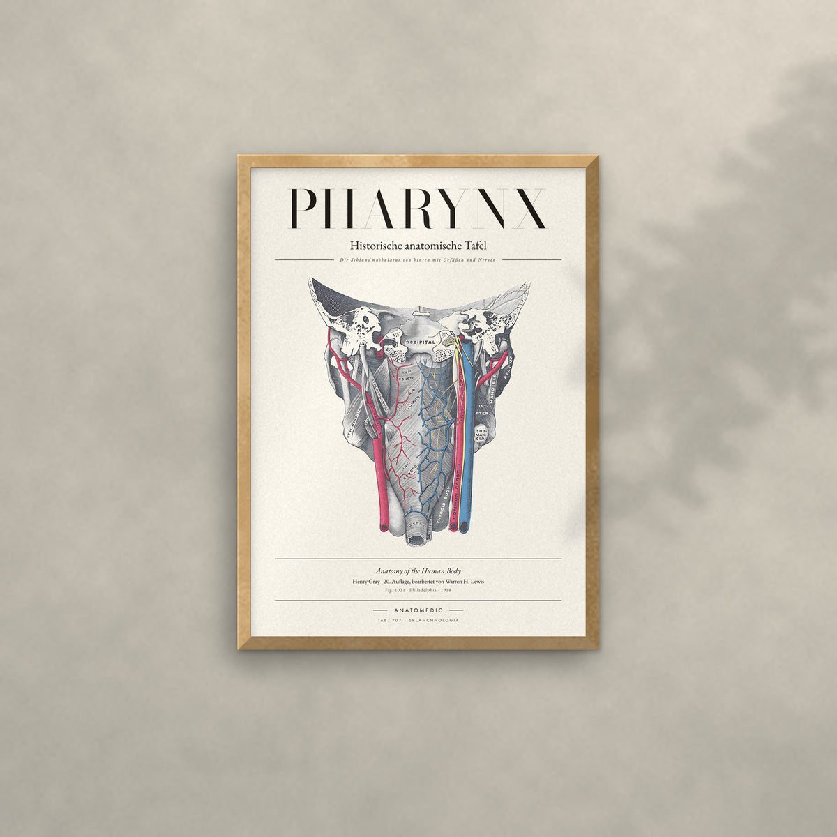 Pharynx Anatomie-Poster im Eichenrahmen an heller Wand