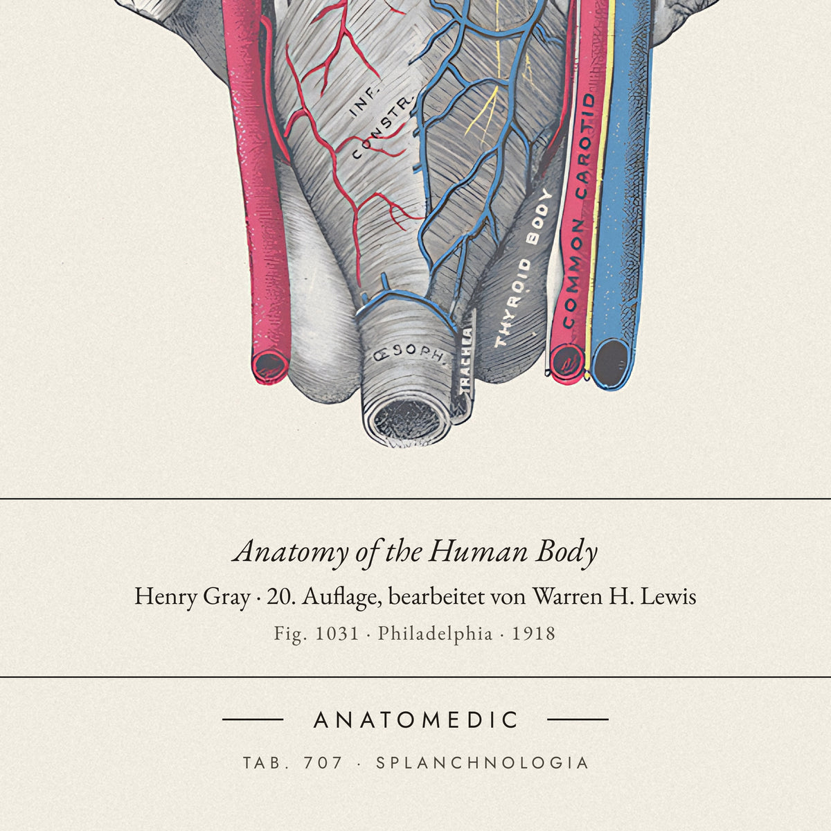 Nahaufnahme der Bildunterschrift: Anatomy of the Human Body · Henry Gray · 20. Auflage, bearbeitet von Warren H. Lewis, TAB. 707 · SPLANCHNOLOGIA