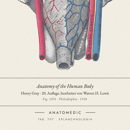 Nahaufnahme der Bildunterschrift: Anatomy of the Human Body · Henry Gray · 20. Auflage, bearbeitet von Warren H. Lewis, TAB. 707 · SPLANCHNOLOGIA