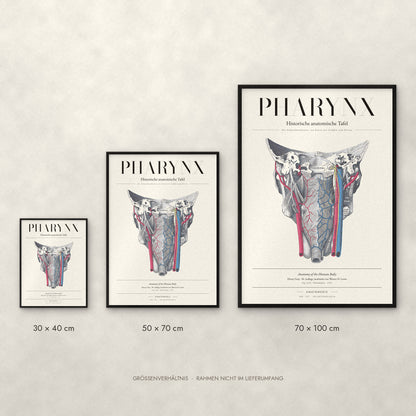 Pharynx Poster im Größenvergleich: 30 × 40, 50 × 70 und 70 × 100 cm