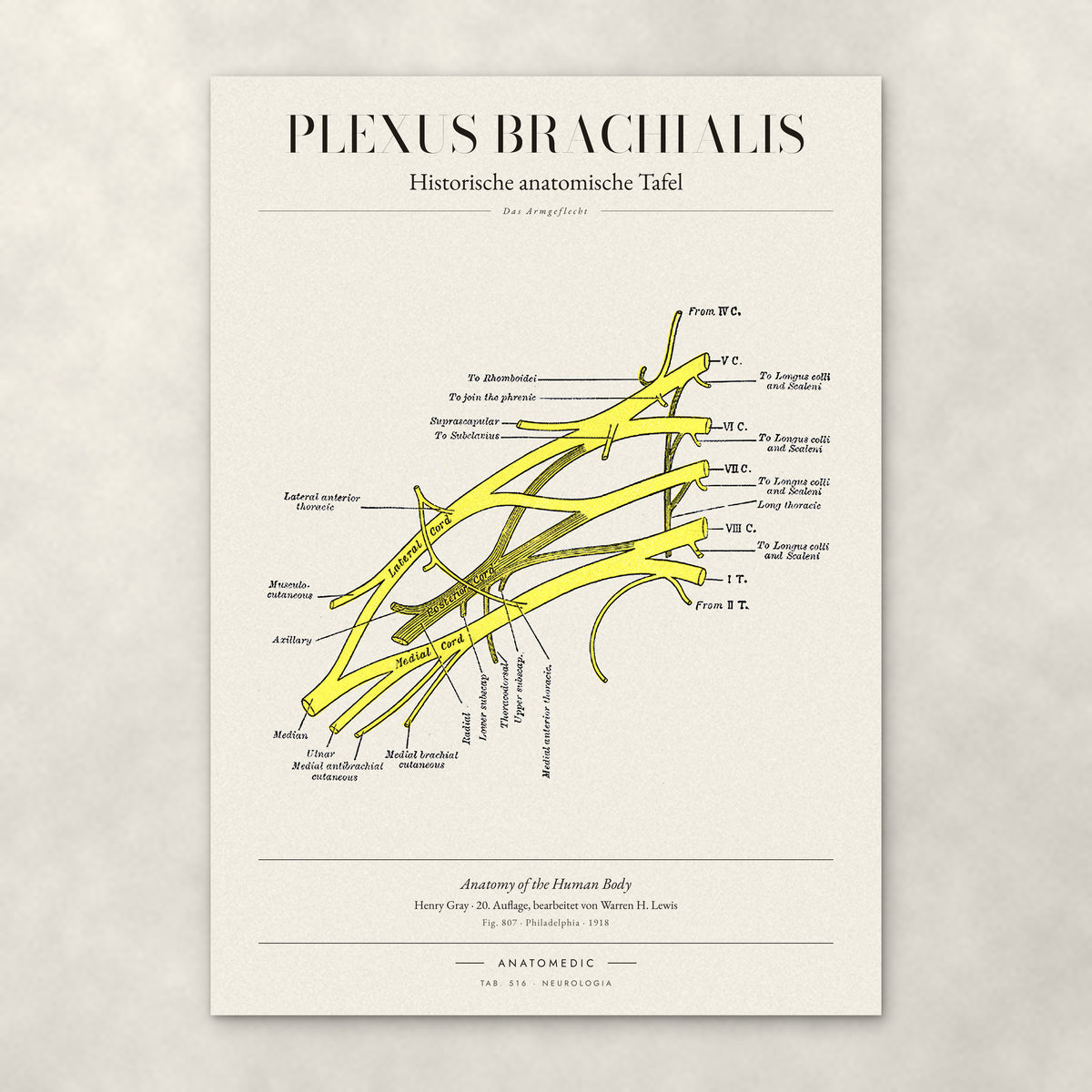 Plexus Brachialis – Anatomie-Poster von ANATOMEDIC, historische anatomische Tafel: Das Armgeflecht