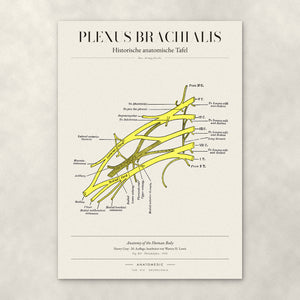 Plexus Brachialis – Anatomie-Poster von ANATOMEDIC, historische anatomische Tafel: Das Armgeflecht