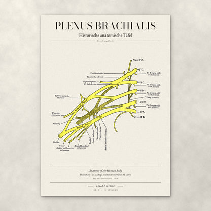 Plexus Brachialis – Anatomie-Poster von ANATOMEDIC, historische anatomische Tafel: Das Armgeflecht
