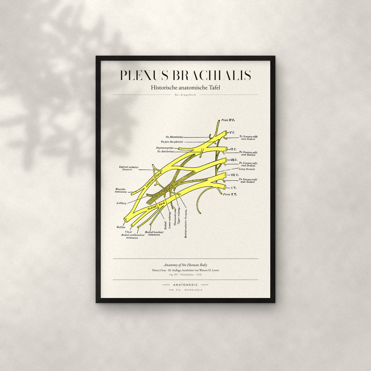 Plexus Brachialis Anatomie-Poster im schwarzen Rahmen an heller Wand