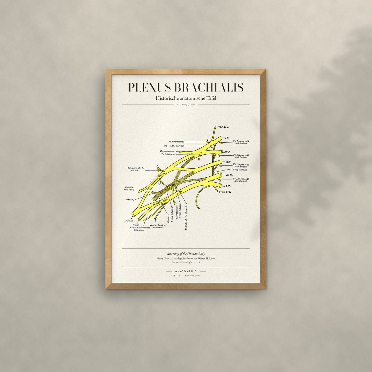 Plexus Brachialis Anatomie-Poster im Eichenrahmen an heller Wand