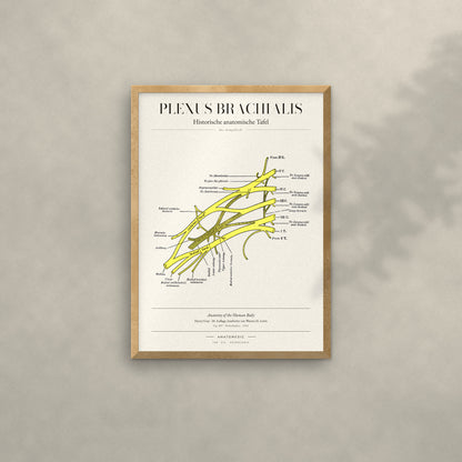 Plexus Brachialis Anatomie-Poster im Eichenrahmen an heller Wand
