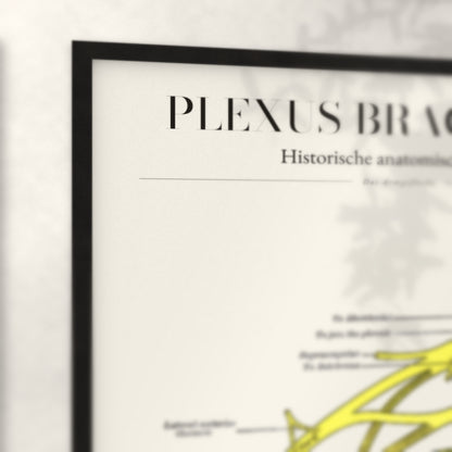 Nahaufnahme von Rahmenecke und Titel „Plexus Brachialis“