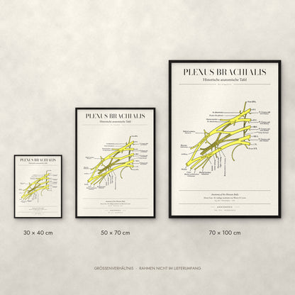 Plexus Brachialis Poster im Größenvergleich: 30 × 40, 50 × 70 und 70 × 100 cm