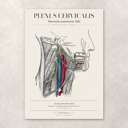 Plexus Cervicalis – Anatomie-Poster von ANATOMEDIC, historische anatomische Tafel: Das Halsgeflecht und der N. hypoglossus