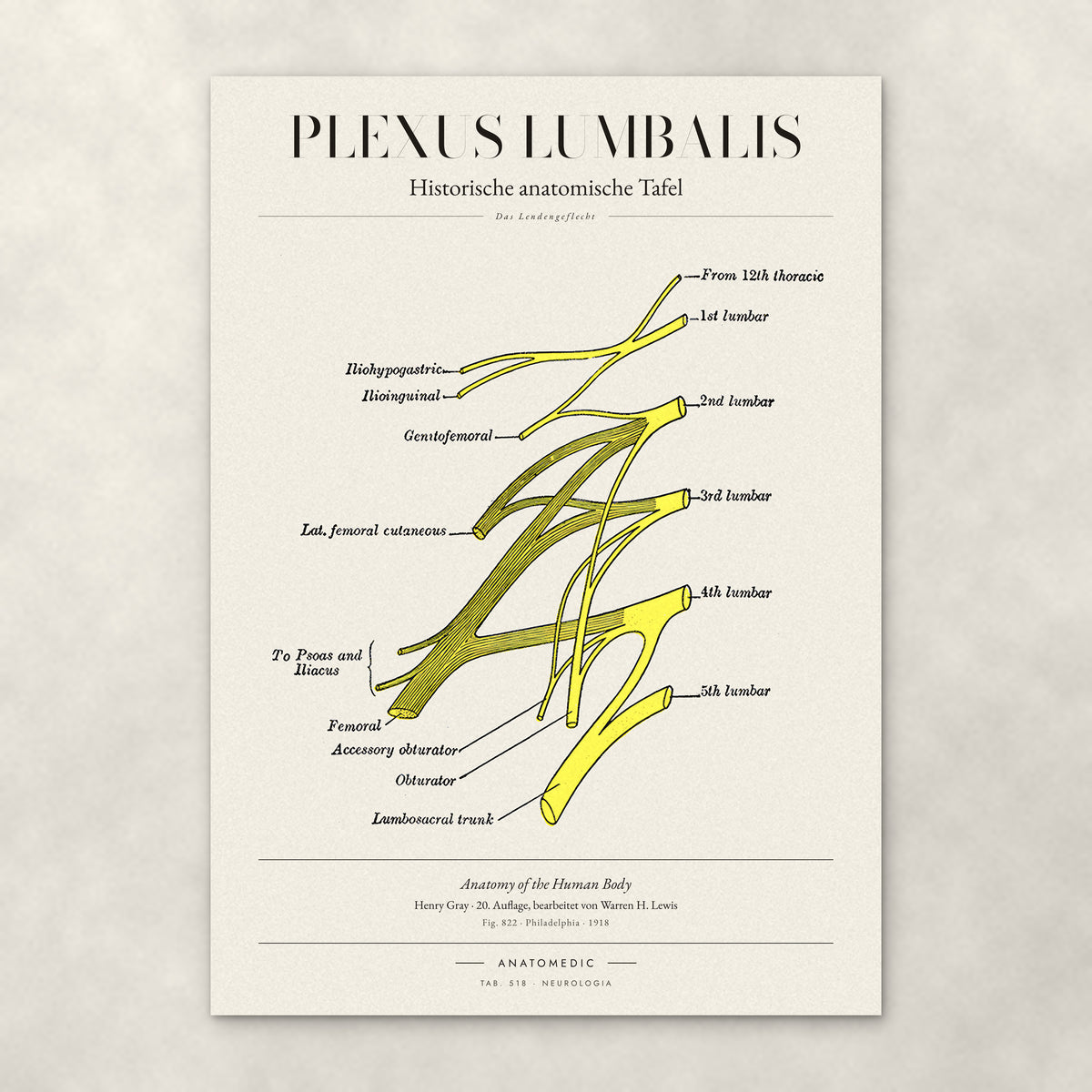 Plexus Lumbalis – Anatomie-Poster von ANATOMEDIC, historische anatomische Tafel: Das Lendengeflecht