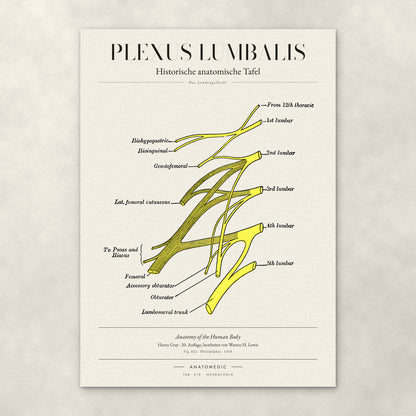 Plexus Lumbalis – Anatomie-Poster von ANATOMEDIC, historische anatomische Tafel: Das Lendengeflecht
