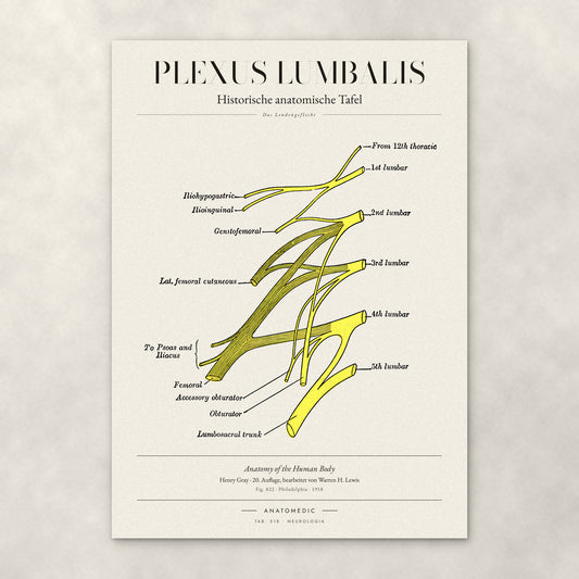 Plexus Lumbalis – Anatomie-Poster von ANATOMEDIC, historische anatomische Tafel: Das Lendengeflecht