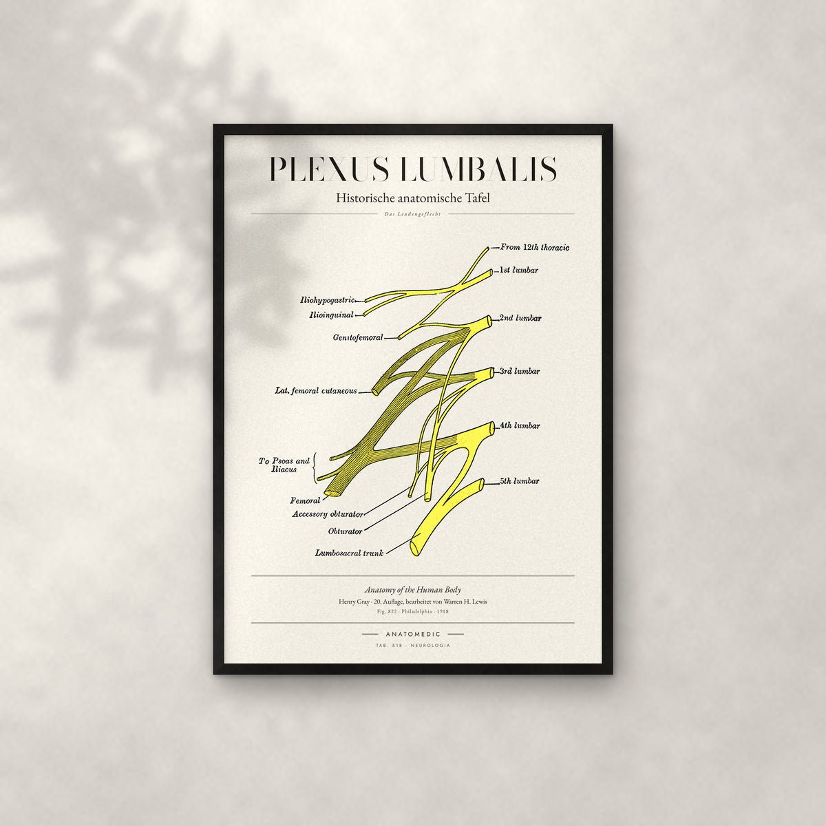 Plexus Lumbalis Anatomie-Poster im schwarzen Rahmen an heller Wand