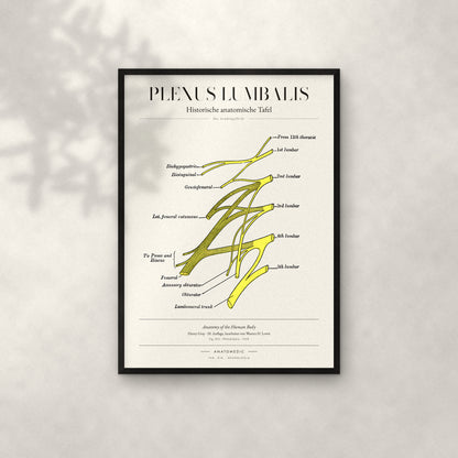 Plexus Lumbalis Anatomie-Poster im schwarzen Rahmen an heller Wand