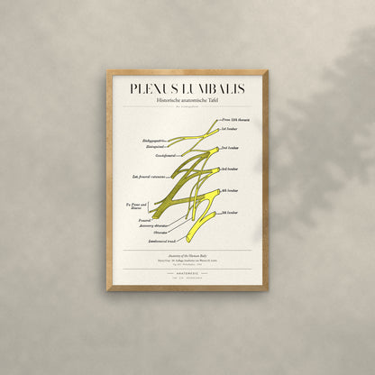 Plexus Lumbalis Anatomie-Poster im Eichenrahmen an heller Wand