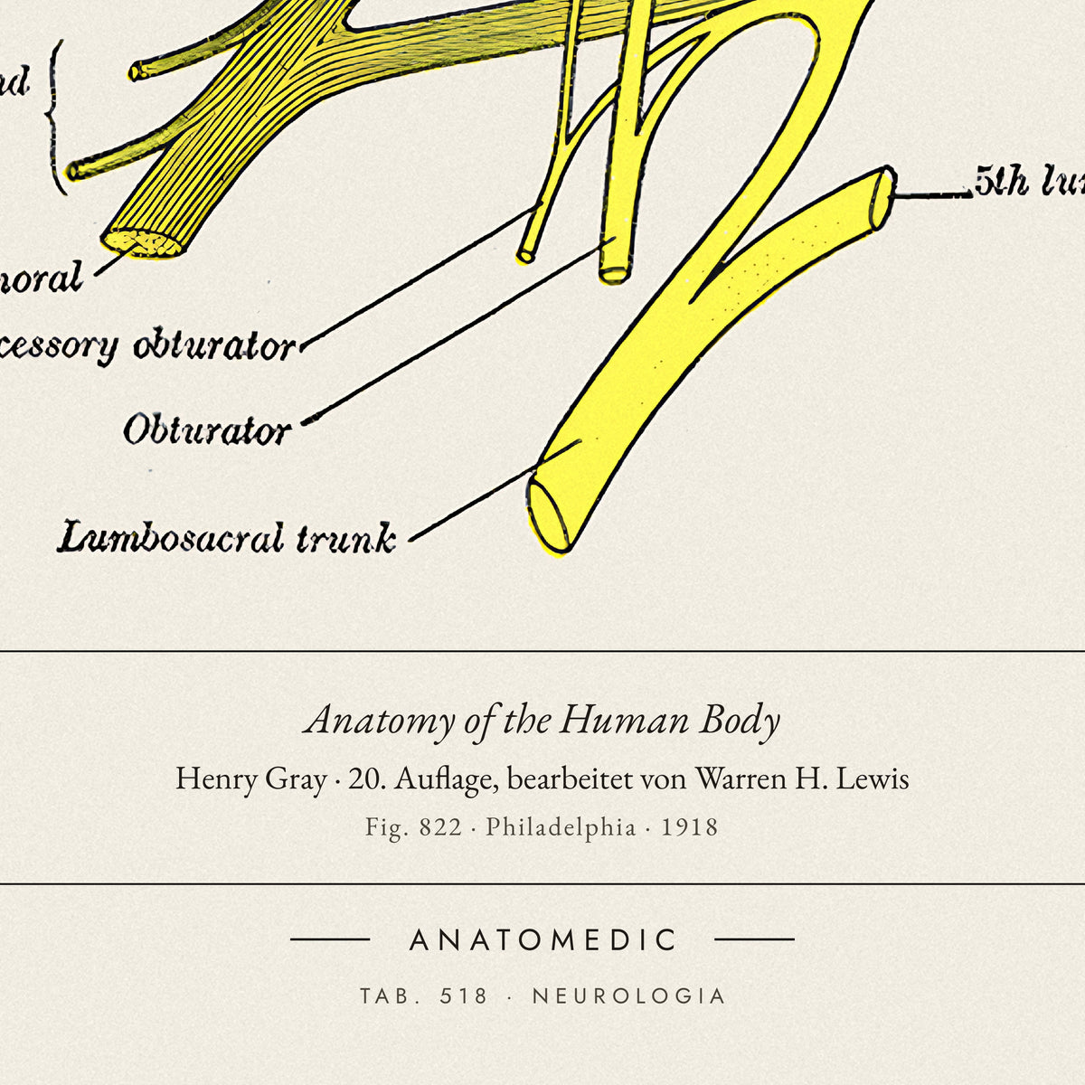 Nahaufnahme der Bildunterschrift: Anatomy of the Human Body · Henry Gray · 20. Auflage, bearbeitet von Warren H. Lewis, TAB. 518 · NEUROLOGIA