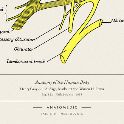 Nahaufnahme der Bildunterschrift: Anatomy of the Human Body · Henry Gray · 20. Auflage, bearbeitet von Warren H. Lewis, TAB. 518 · NEUROLOGIA