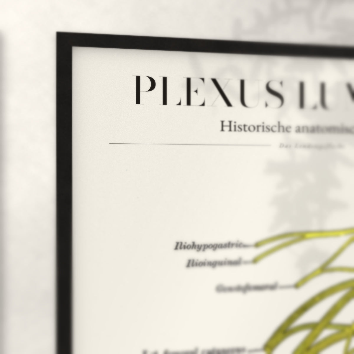 Nahaufnahme von Rahmenecke und Titel „Plexus Lumbalis“
