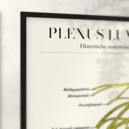 Nahaufnahme von Rahmenecke und Titel „Plexus Lumbalis“