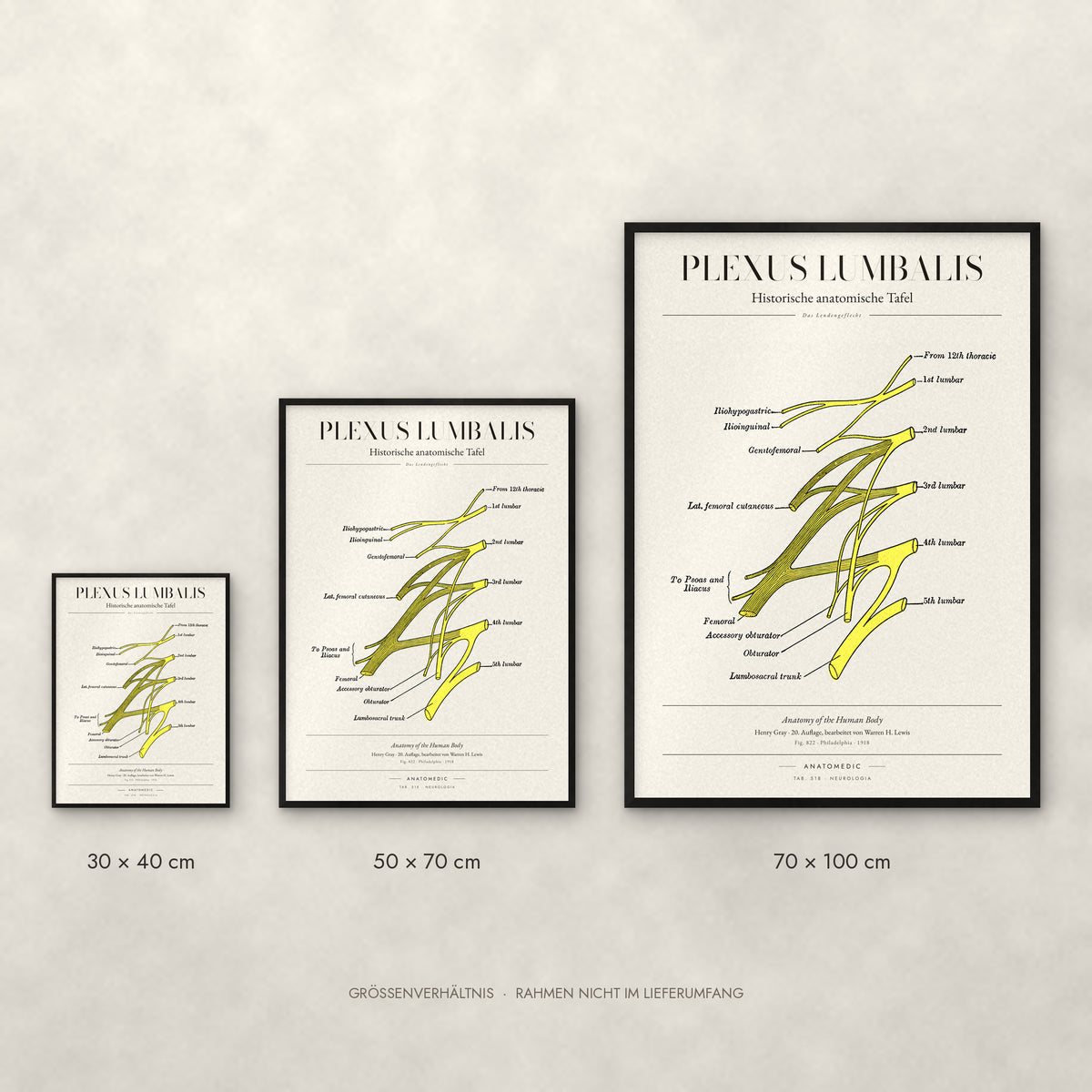 Plexus Lumbalis Poster im Größenvergleich: 30 × 40, 50 × 70 und 70 × 100 cm
