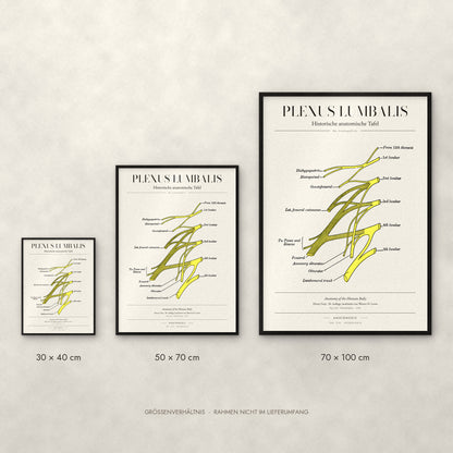 Plexus Lumbalis Poster im Größenvergleich: 30 × 40, 50 × 70 und 70 × 100 cm