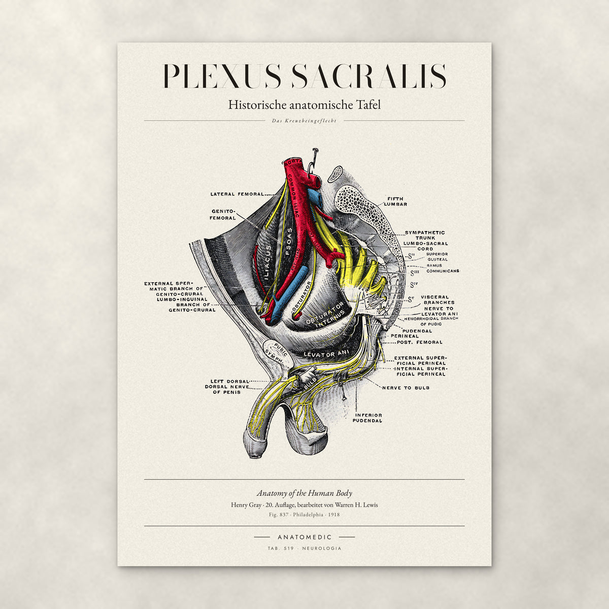 Plexus Sacralis – Anatomie-Poster von ANATOMEDIC, historische anatomische Tafel: Das Kreuzbeingeflecht