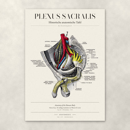 Plexus Sacralis – Anatomie-Poster von ANATOMEDIC, historische anatomische Tafel: Das Kreuzbeingeflecht