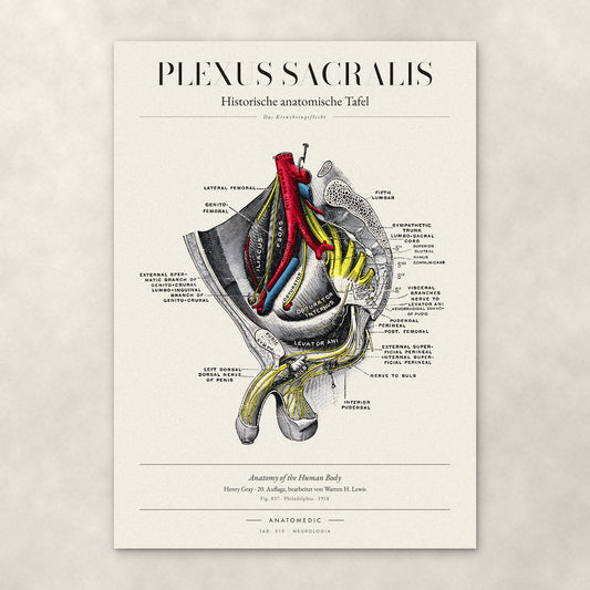 Plexus Sacralis – Anatomie-Poster von ANATOMEDIC, historische anatomische Tafel: Das Kreuzbeingeflecht