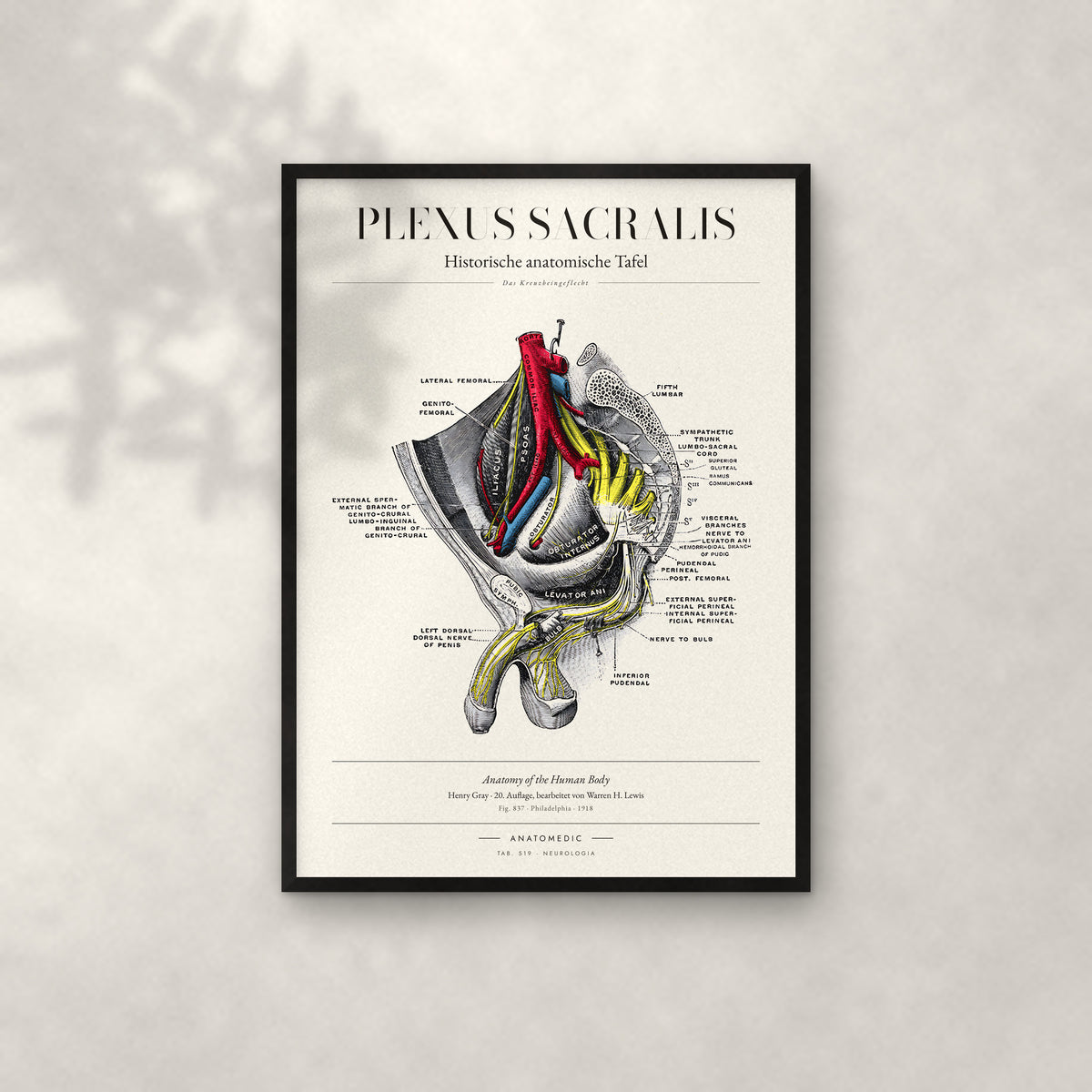 Plexus Sacralis Anatomie-Poster im schwarzen Rahmen an heller Wand