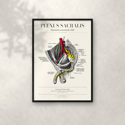 Plexus Sacralis Anatomie-Poster im schwarzen Rahmen an heller Wand