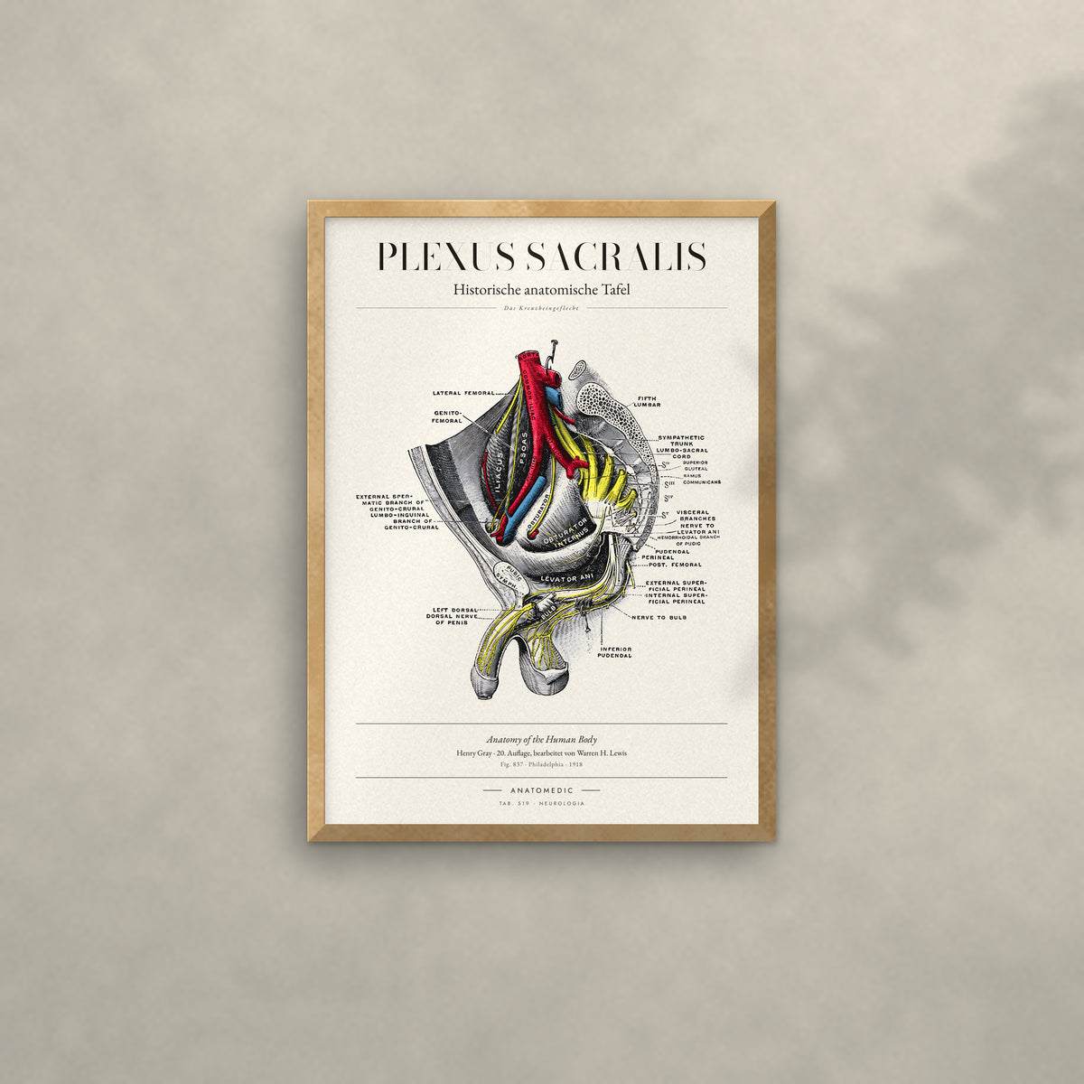Plexus Sacralis Anatomie-Poster im Eichenrahmen an heller Wand