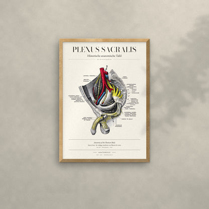 Plexus Sacralis Anatomie-Poster im Eichenrahmen an heller Wand