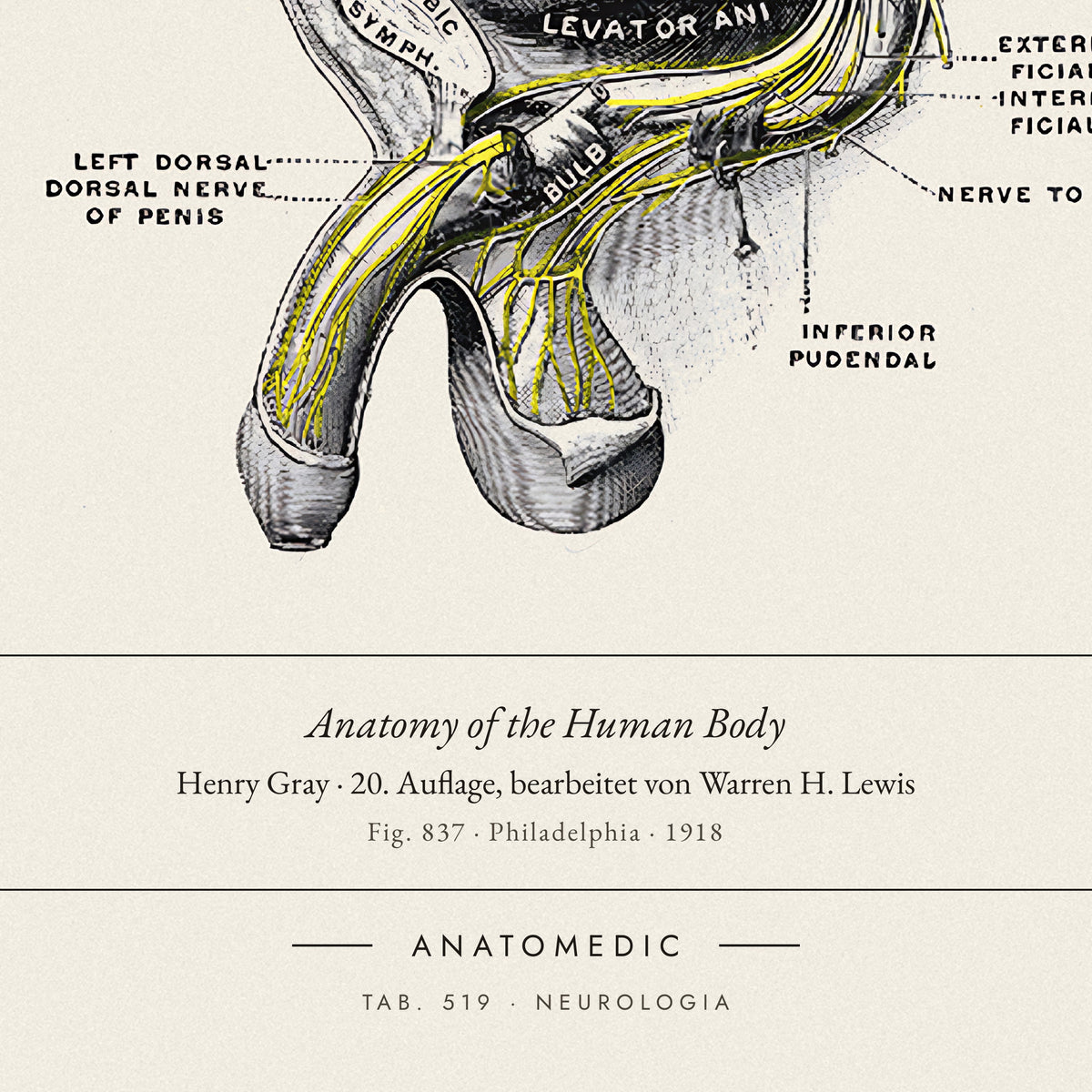 Nahaufnahme der Bildunterschrift: Anatomy of the Human Body · Henry Gray · 20. Auflage, bearbeitet von Warren H. Lewis, TAB. 519 · NEUROLOGIA