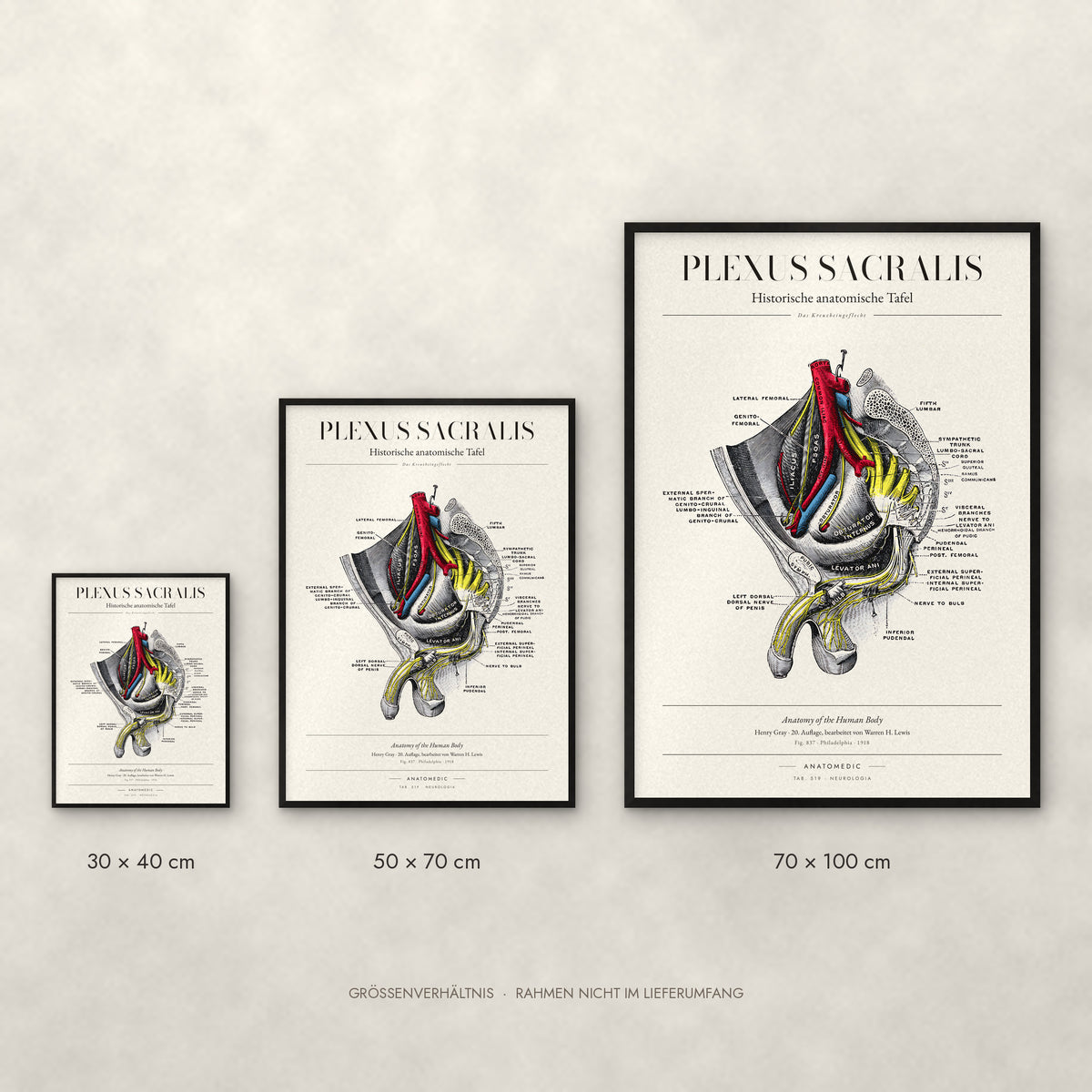 Plexus Sacralis Poster im Größenvergleich: 30 × 40, 50 × 70 und 70 × 100 cm