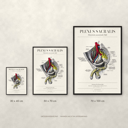 Plexus Sacralis Poster im Größenvergleich: 30 × 40, 50 × 70 und 70 × 100 cm