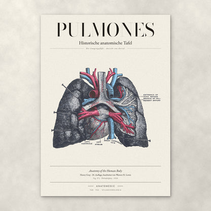 Pulmones – Anatomie-Poster von ANATOMEDIC, historische anatomische Tafel: Die Lungengefäße · Ansicht von dorsal