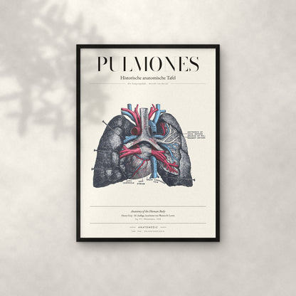 Pulmones Anatomie-Poster im schwarzen Rahmen an heller Wand