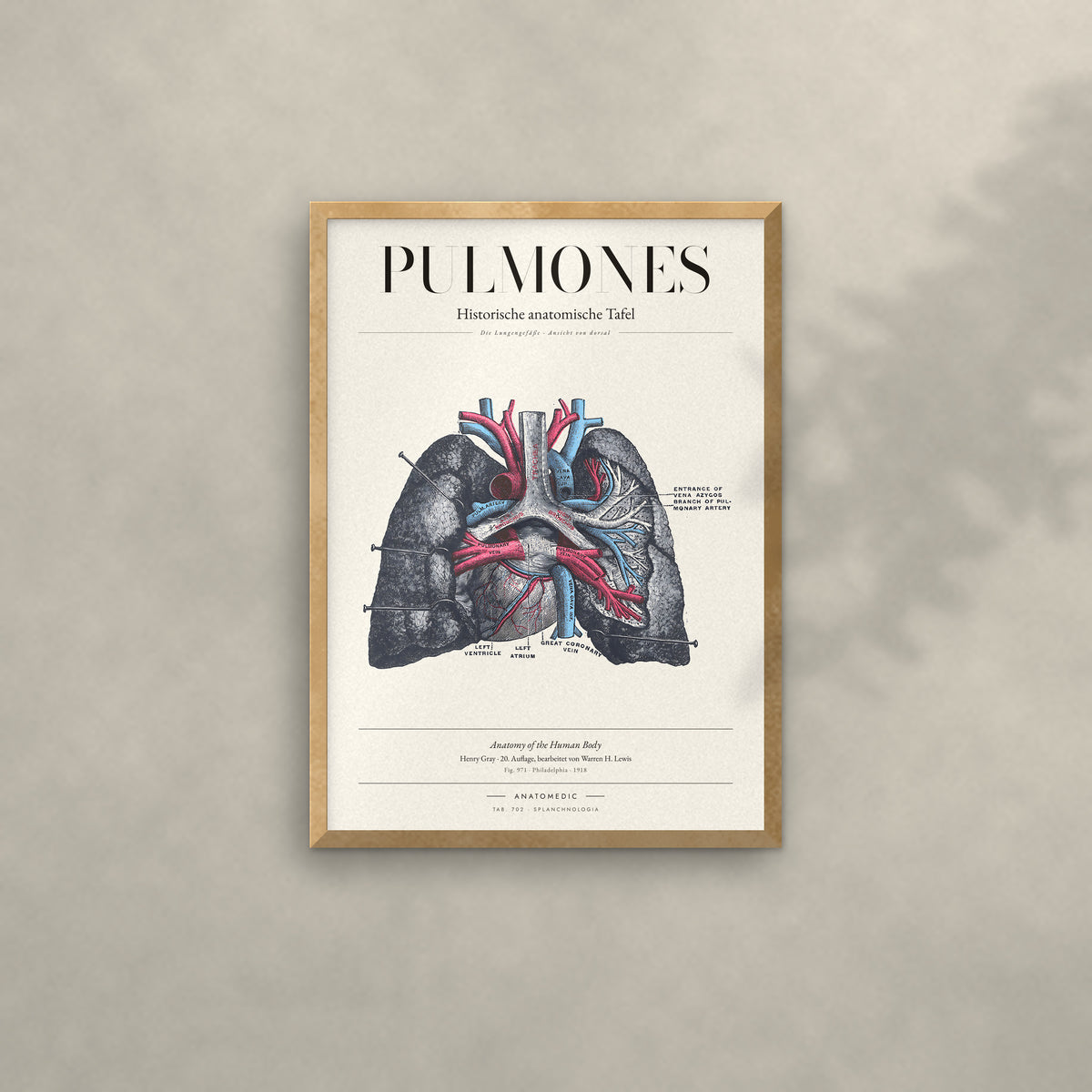 Pulmones Anatomie-Poster im Eichenrahmen an heller Wand