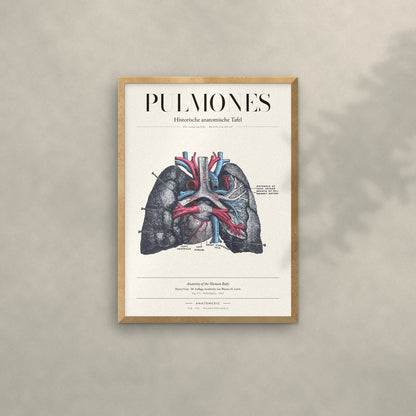 Pulmones Anatomie-Poster im Eichenrahmen an heller Wand